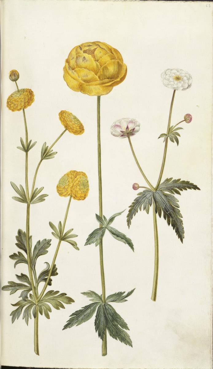 Horti Anckelmanniani, Tom. I [II nicht nachgewiesen], Bl. 53r - Scharfer Hahnenfuß (Ranunculus acris)