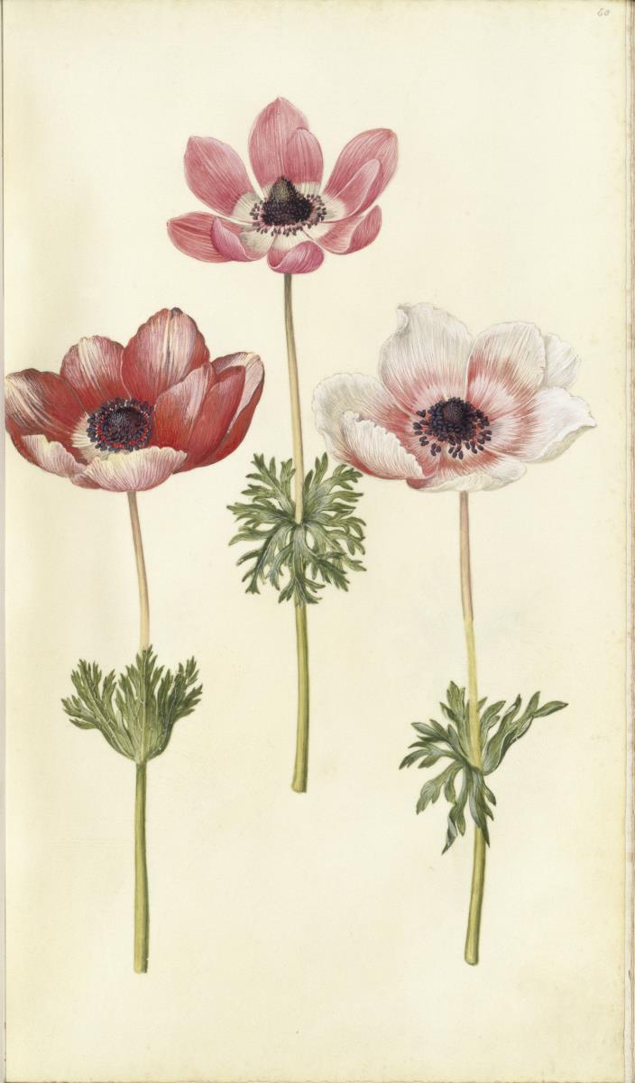 Horti Anckelmanniani, Tom. I [II nicht nachgewiesen], Bl. 60r - Kronenanemone (Anemone coronaria)