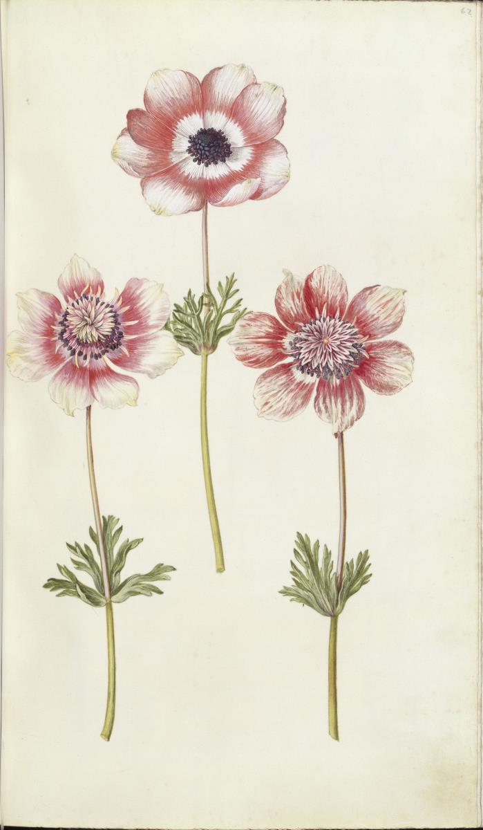 Horti Anckelmanniani, Tom. I [II nicht nachgewiesen], Bl. 62r - Windröschen (Anemone)