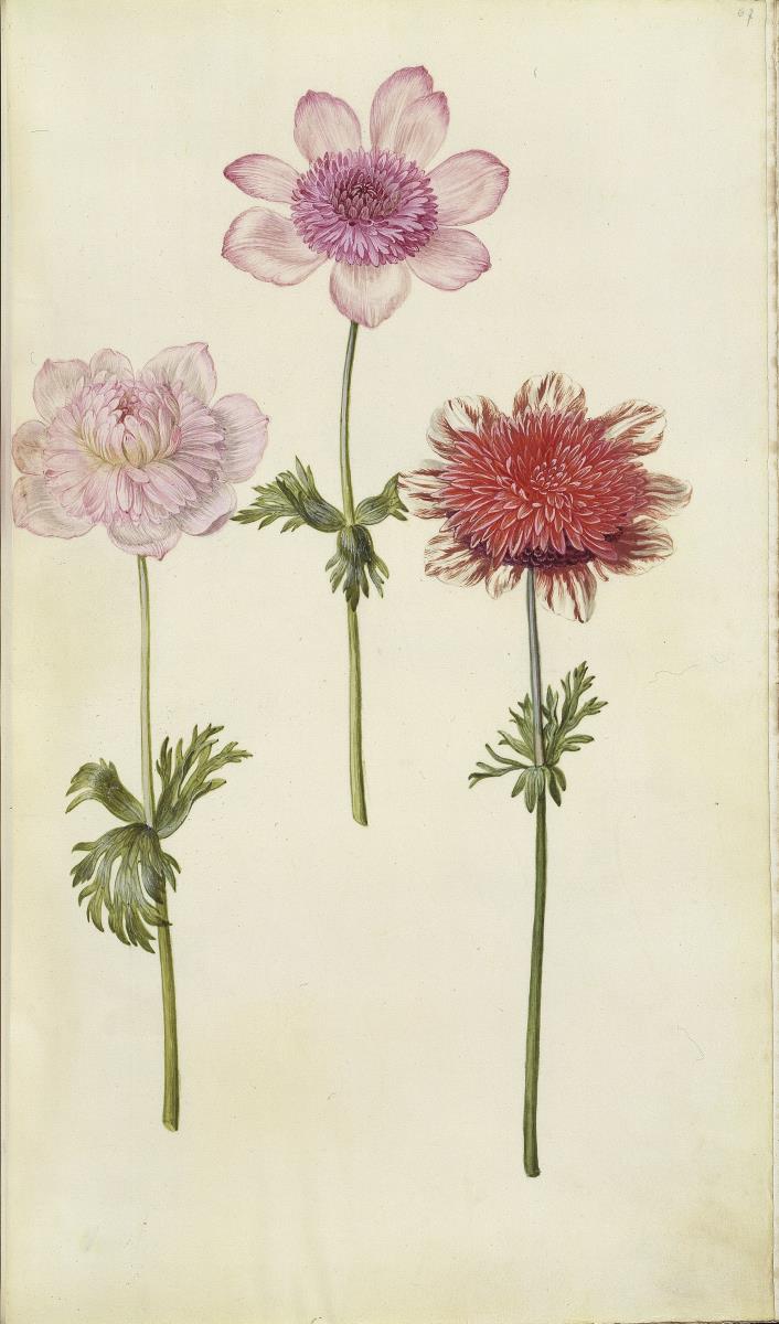Horti Anckelmanniani, Tom. I [II nicht nachgewiesen], Bl. 67r -Anemone (Anemone pavonina)