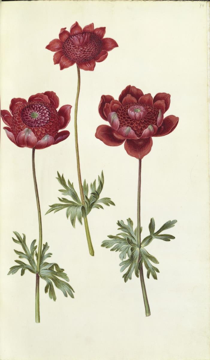 Horti Anckelmanniani, Tom. I [II nicht nachgewiesen], Bl. 74r - Windröschen (Anemone)