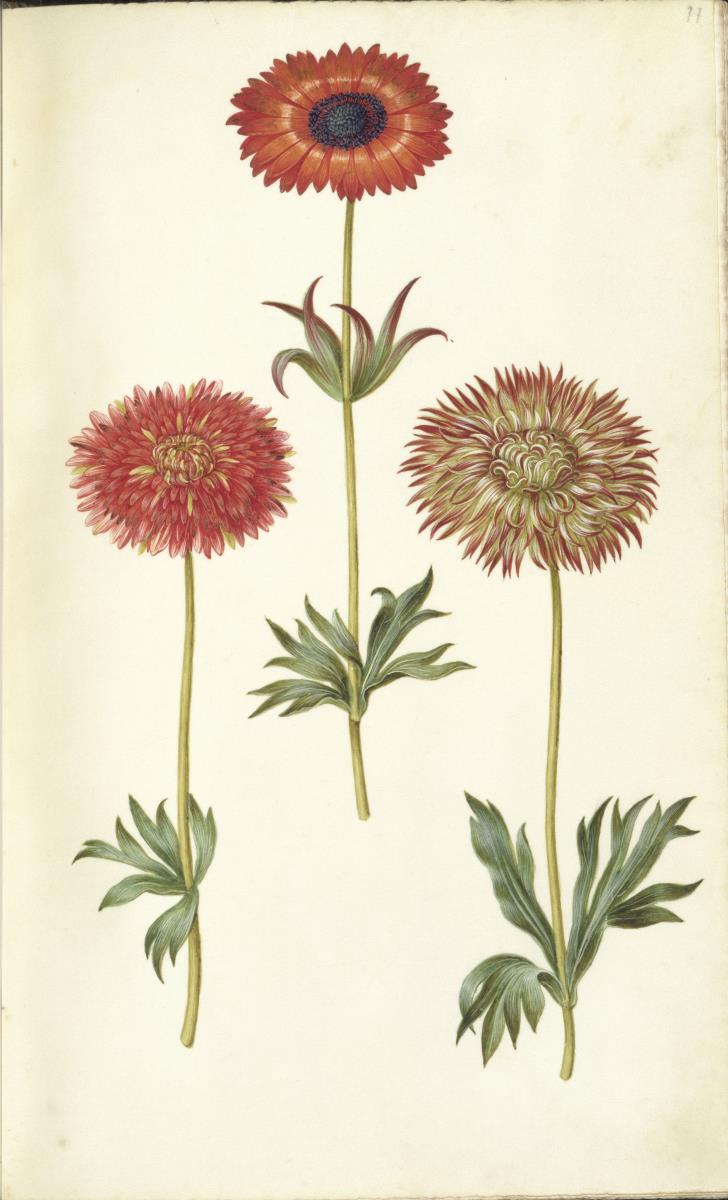 Horti Anckelmanniani, Tom. I [II nicht nachgewiesen], Bl. 77r - Windröschen (Anemone)