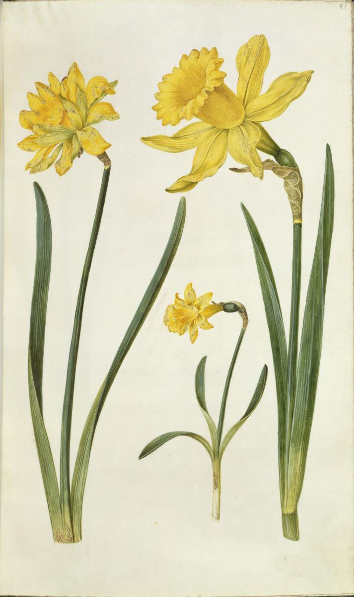 Horti Anckelmanniani, Tom. I [II nicht nachgewiesen], Bl. 81r - Narzissen (Narcissus)