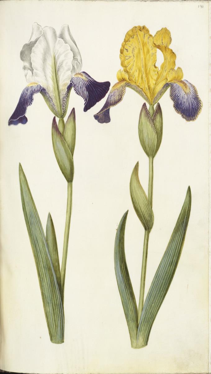 Horti Anckelmanniani, Tom. I [II nicht nachgewiesen], Bl. 141r - Schwertlilien (Iris)