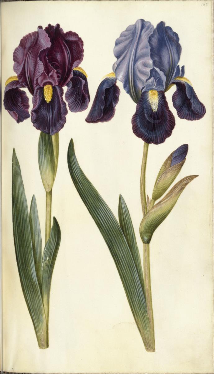 Horti Anckelmanniani, Tom. I [II nicht nachgewiesen], Bl. 145r - Deutsche Schwertlilie (Iris x germanica)