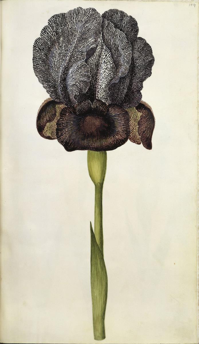 Horti Anckelmanniani, Tom. I [II nicht nachgewiesen], Bl. 149r - Dame in Trauer (Iris susiana L.)