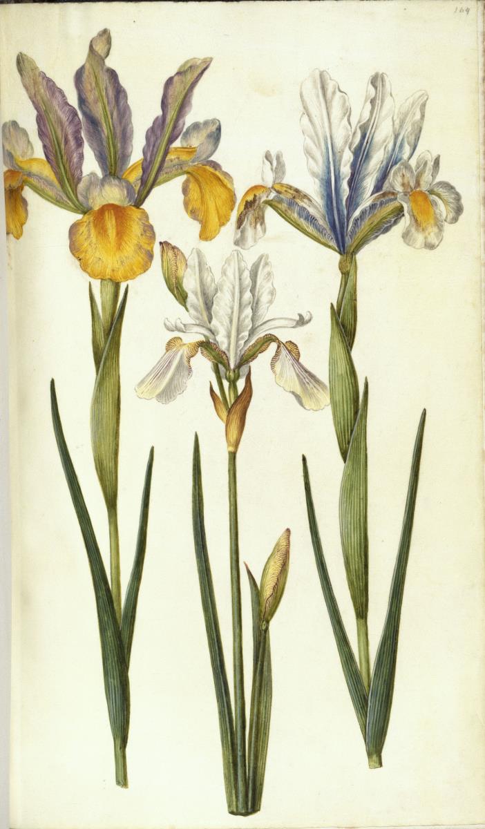 Horti Anckelmanniani, Tom. I [II nicht nachgewiesen], Bl. 164r - Spanische Schwertlilie (Iris xiphium)