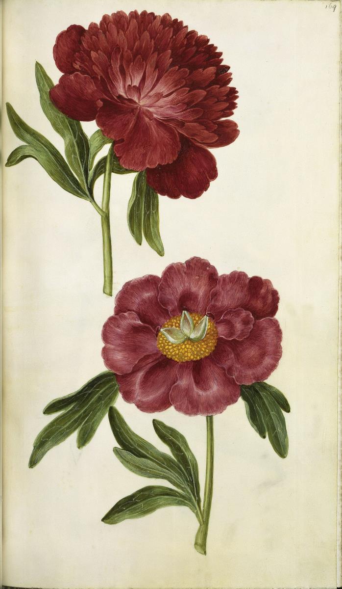 Horti Anckelmanniani, Tom. I [II nicht nachgewiesen], Bl. 169r - Pfingstrose
