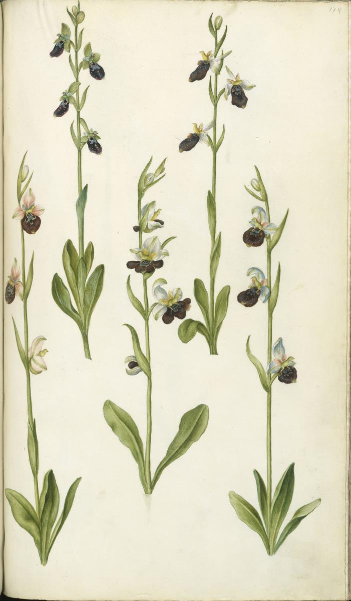 Horti Anckelmanniani, Tom. I [II nicht nachgewiesen], Bl. 174r - ## (Orchis ##)