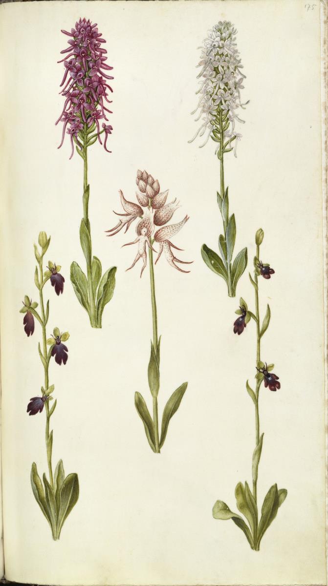 Horti Anckelmanniani, Tom. I [II nicht nachgewiesen], Bl. 175r - Kleines Knabenkraut (Orchis morio)