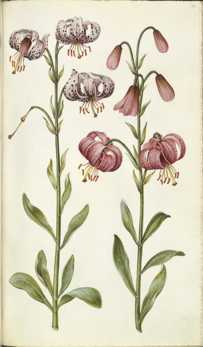 Horti Anckelmanniani, Tom. I [II nicht nachgewiesen], Bl. 178r - Türkenbund (Lilium martagon)