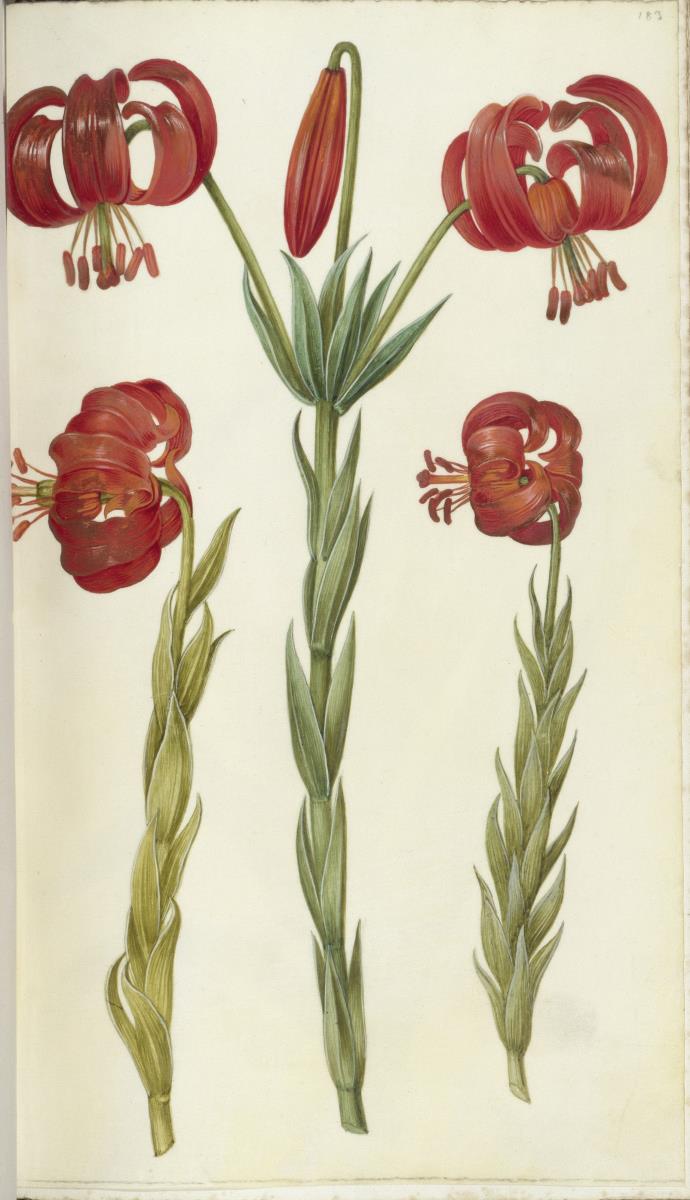 Horti Anckelmanniani, Tom. I [II nicht nachgewiesen], Bl. 183r - Chalzedonische Lilie (Lilium chalcedonicum)