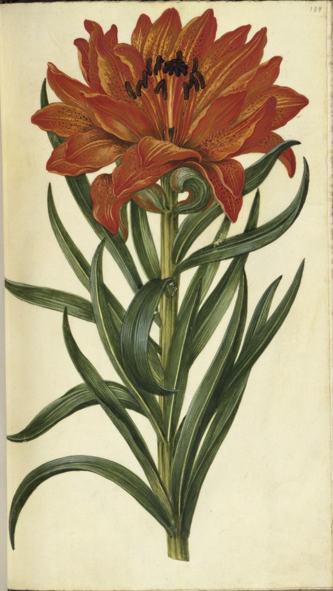 Horti Anckelmanniani, Tom. I [II nicht nachgewiesen], Bl. 184r - Feuerlilie (Lilium bulbiferum L.)