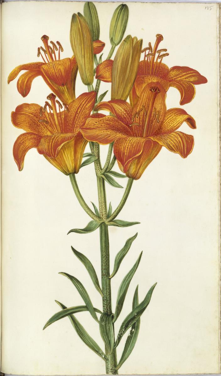 Horti Anckelmanniani, Tom. I [II nicht nachgewiesen], Bl. 185r - Feuer-Lilie (Lilium bulbiferum)