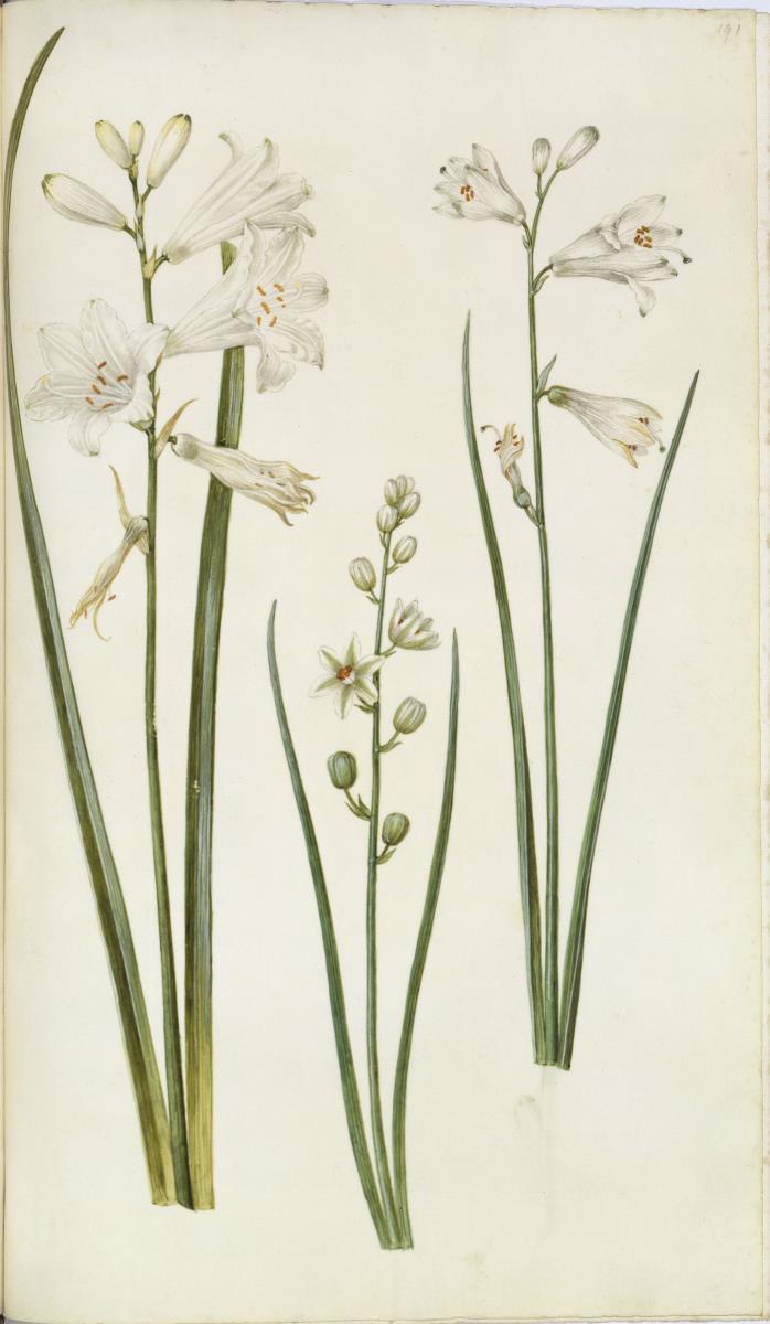 Horti Anckelmanniani, Tom. I [II nicht nachgewiesen], Bl. 191r - Lilie