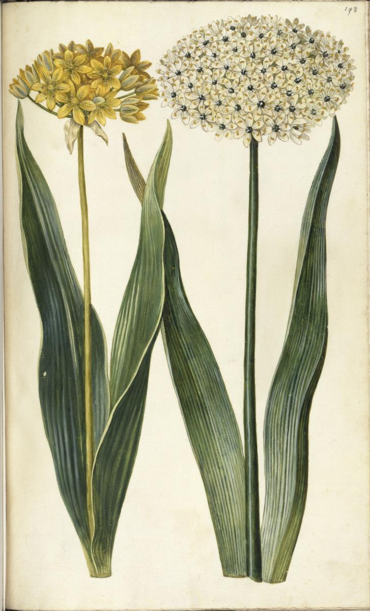 Horti Anckelmanniani, Tom. I [II nicht nachgewiesen], Bl. 198r - Goldlauch (Allium moly L.)