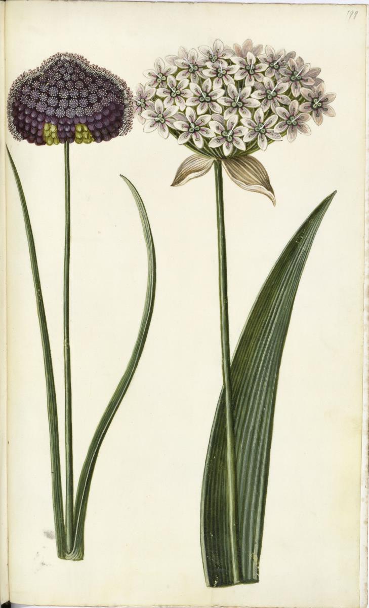 Horti Anckelmanniani, Tom. I [II nicht nachgewiesen], Bl. 199r - Lauch (Allium ampeloprasum)