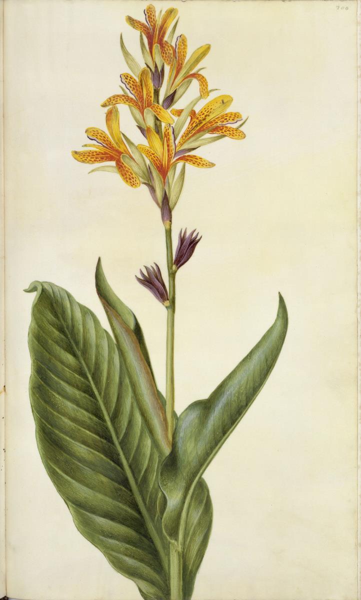 Horti Anckelmanniani, Tom. I [II nicht nachgewiesen], Bl. 200r - Indisches Blumenrohr (Canna indica L.)