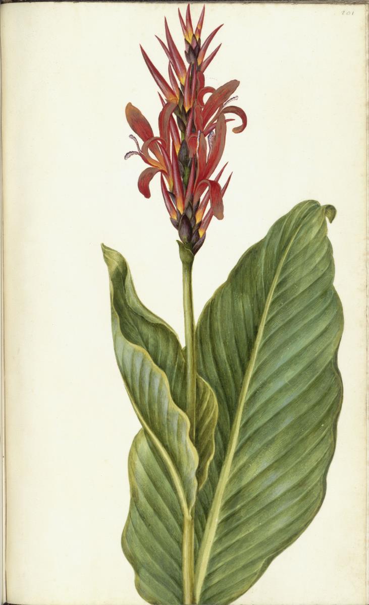 Horti Anckelmanniani, Tom. I [II nicht nachgewiesen], Bl. 201r - Indisches Blumenrohr (Canna indica L.)