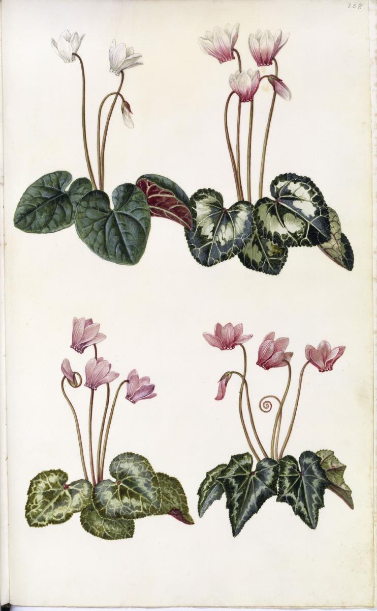 Horti Anckelmanniani, Tom. I [II nicht nachgewiesen], Bl. 208r - Alpenveilchen (Cyclamen)