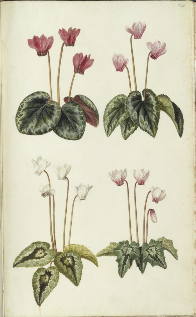 Horti Anckelmanniani, Tom. I [II nicht nachgewiesen], Bl. 210r - Efeublättriges Alpenveilchen (Cyclamen hederifolium Aiton)