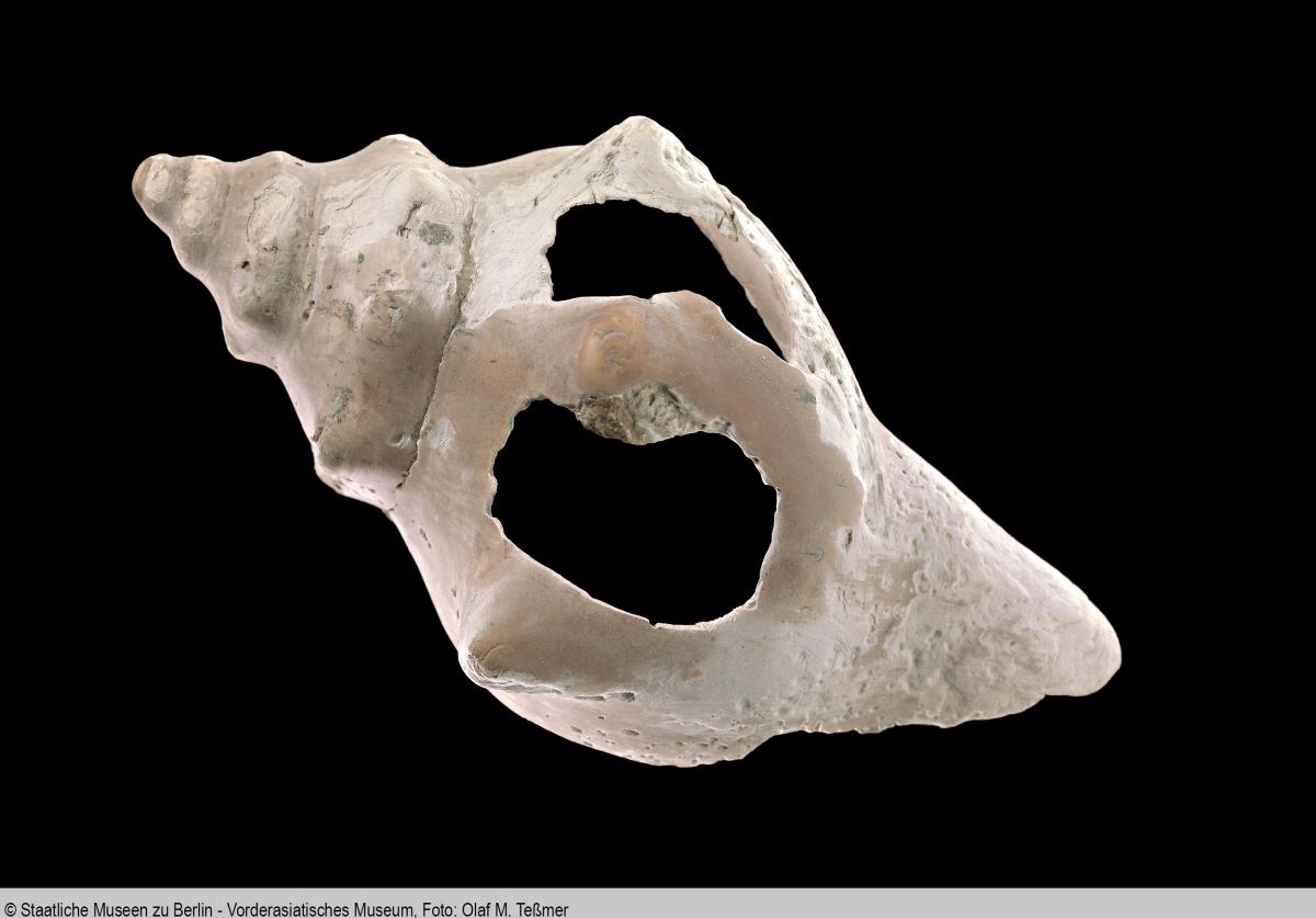 Unbearbeitete, beschädigte Muschel (Fasciolaria spec.)