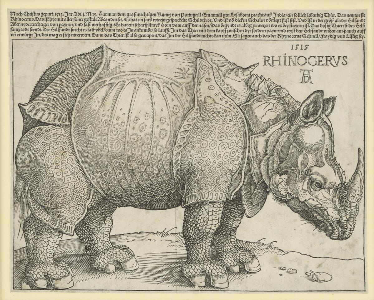 Das Rhinozeros