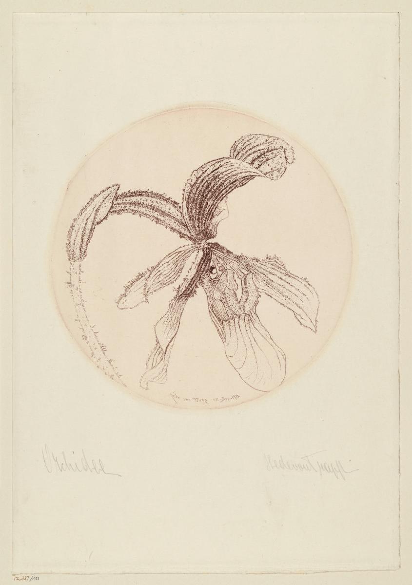 Orchidee