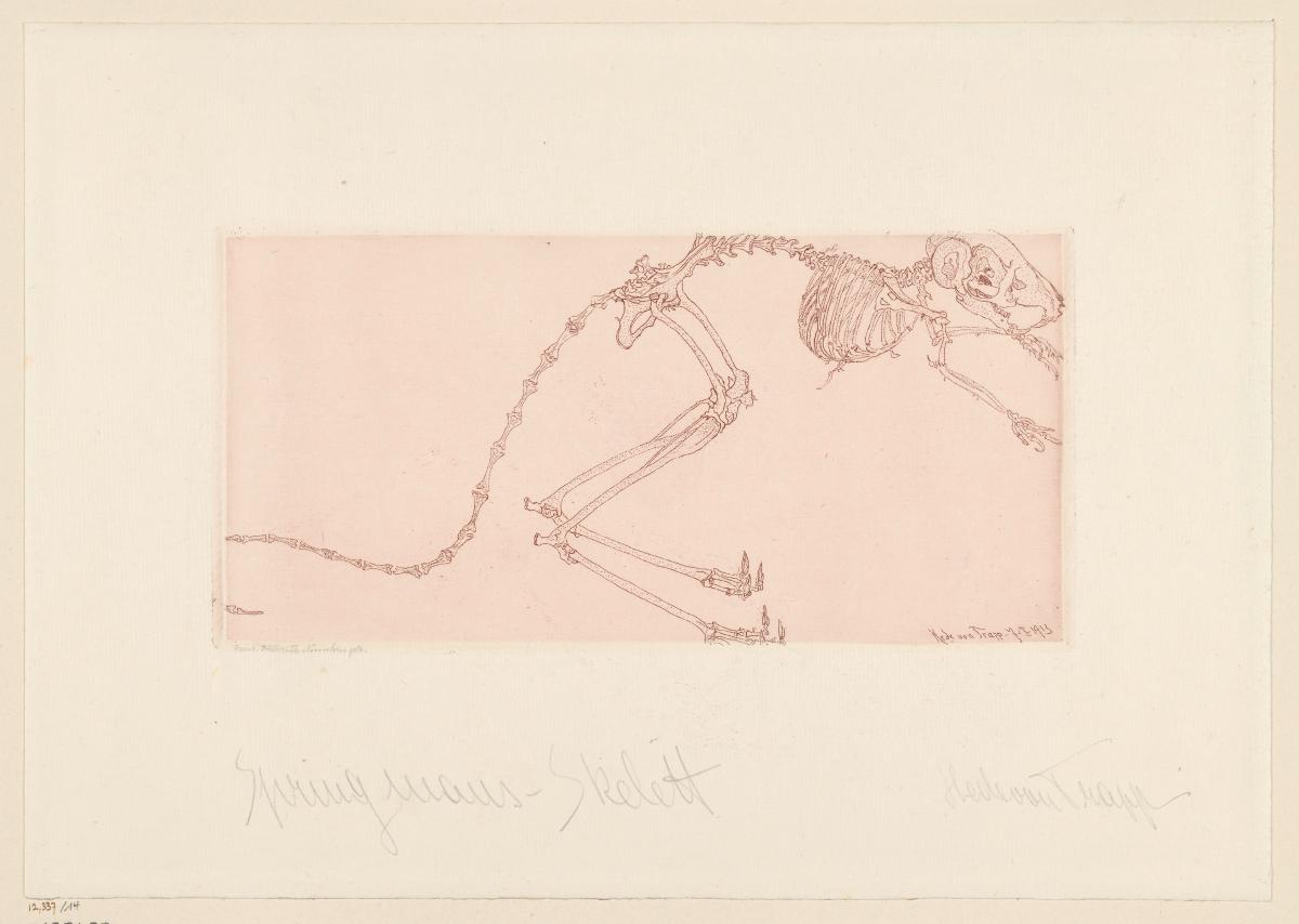 Springmaus-Skelett