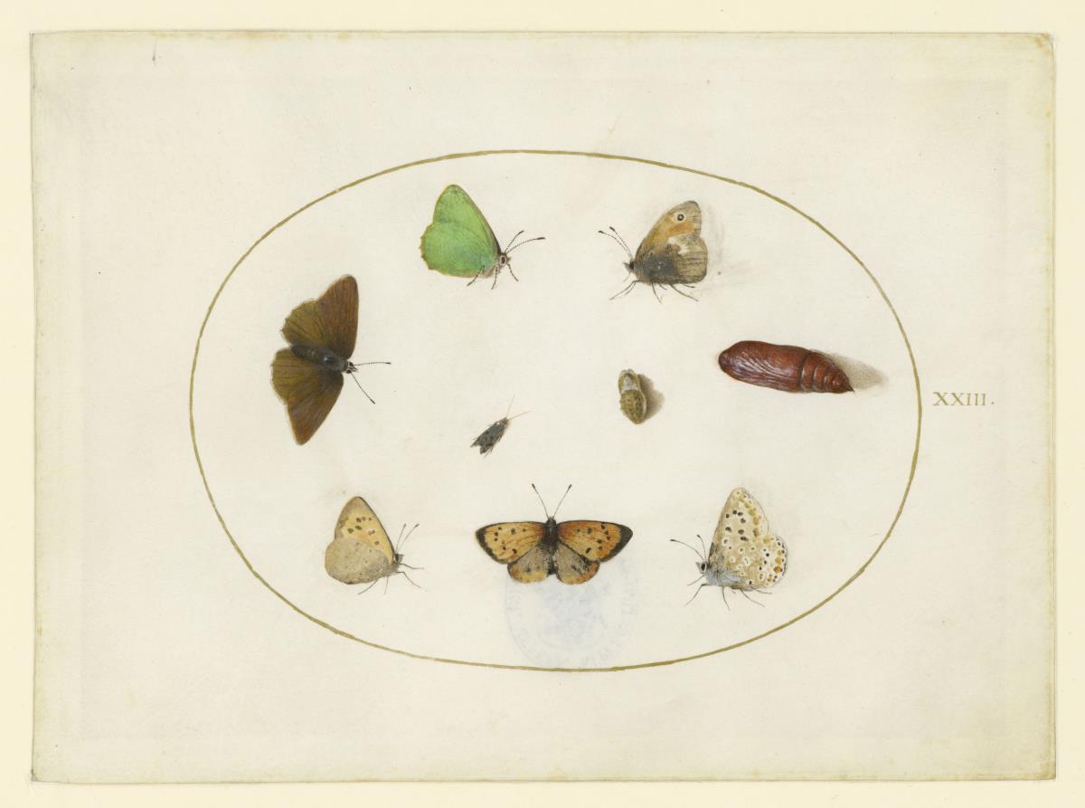 Schmetterlinge, Blatt XXIII