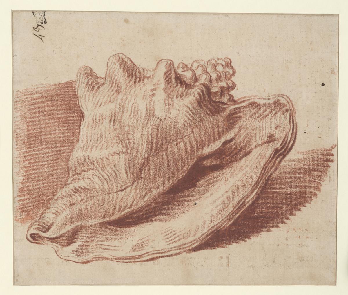 Studie einer Muschel (Strombus occipitirinus)