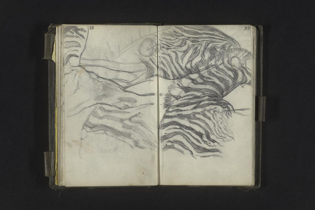 Studien eines Zebras