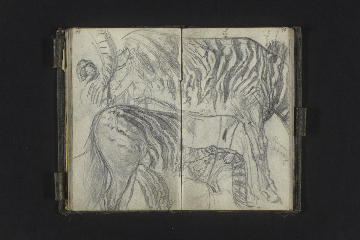 Zebrastudien
