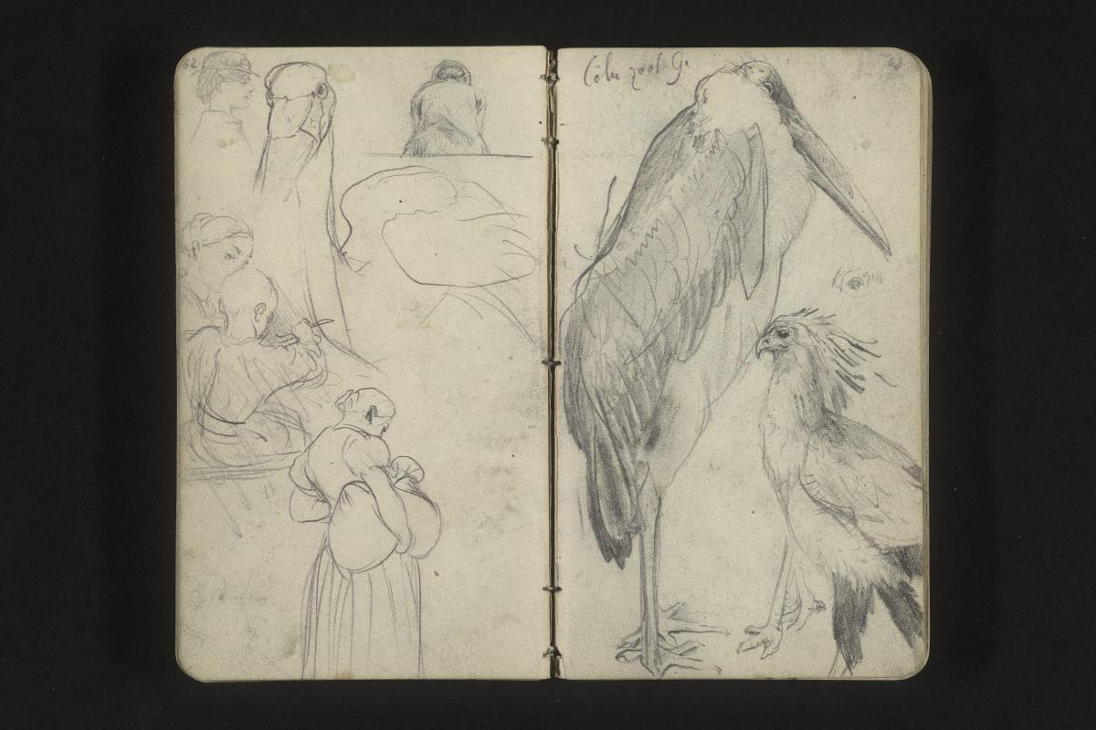 Figurenstudien, Vogelstudien aus dem Zoo in Köln