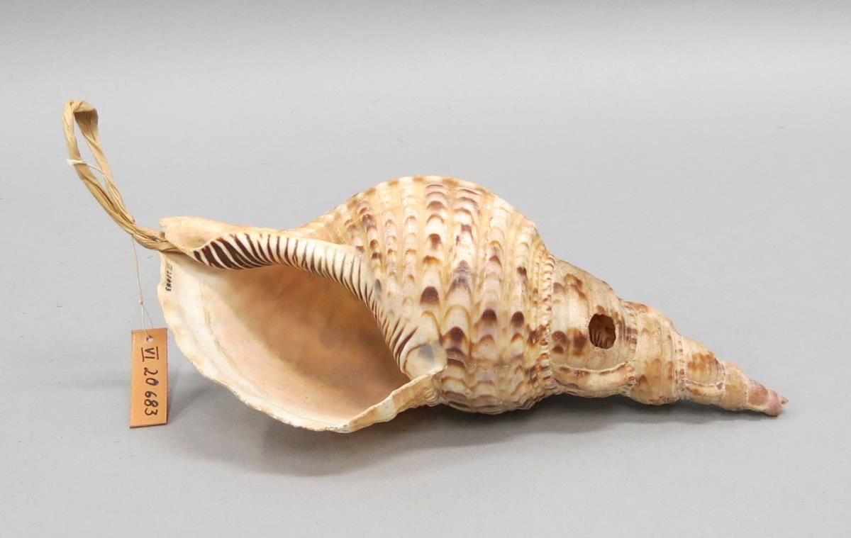 debusech (laut Kubary)