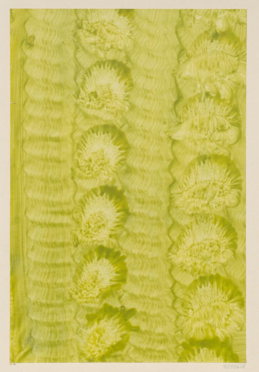 Kleisterpapier (Streifenbänder)