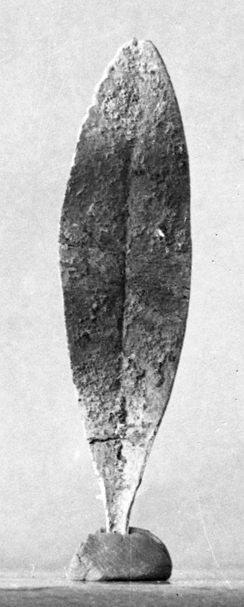 Ölbaumblatt