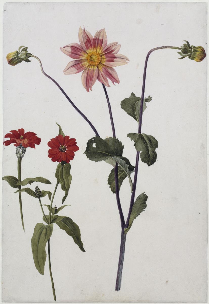 Drei Blumenstengel