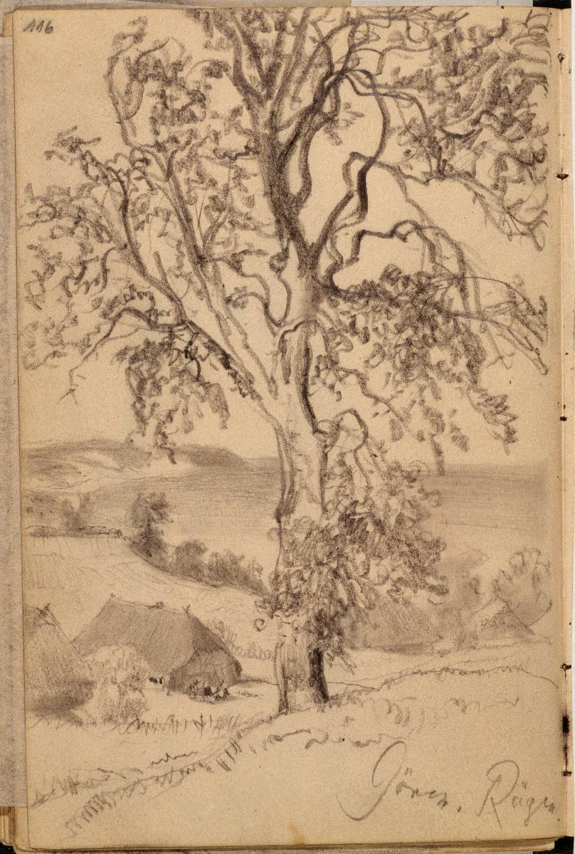 Baum und Häuser bei Göhren auf Rügen