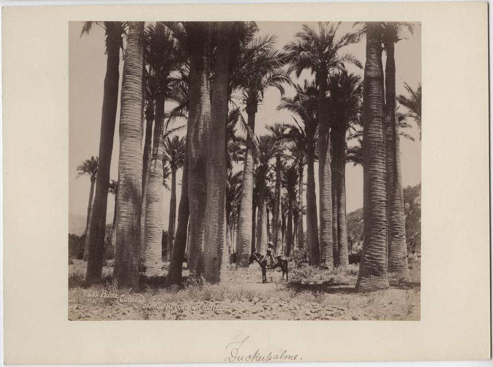 Palmen