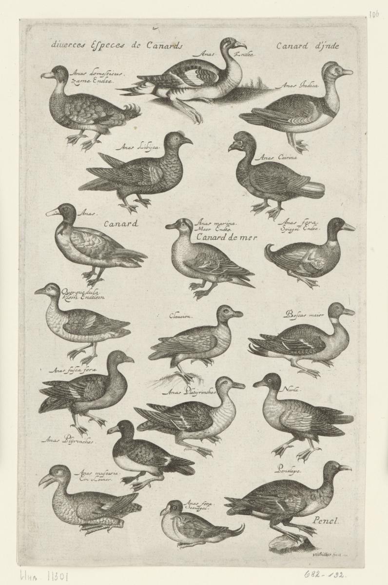 Enten