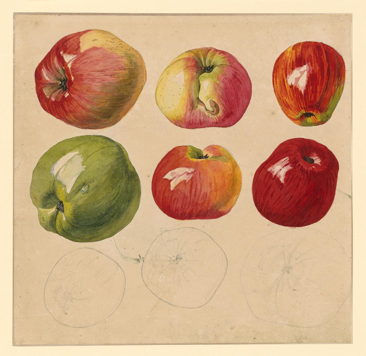 Obststudie: Apfel