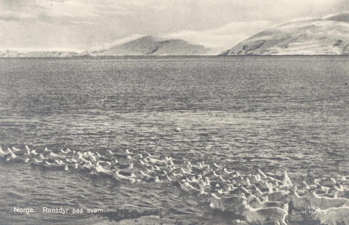Norge. Rensdyr paa svøm. (Rentierherde im Fjord)
