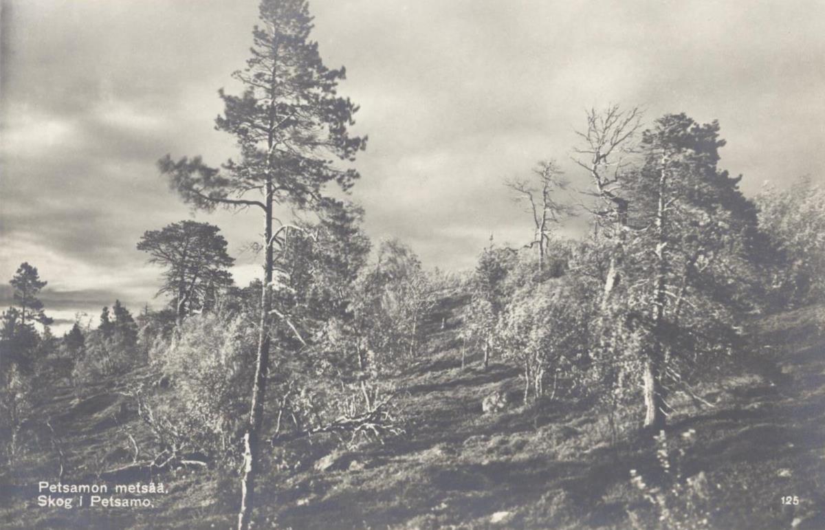 Petsamon metsää.