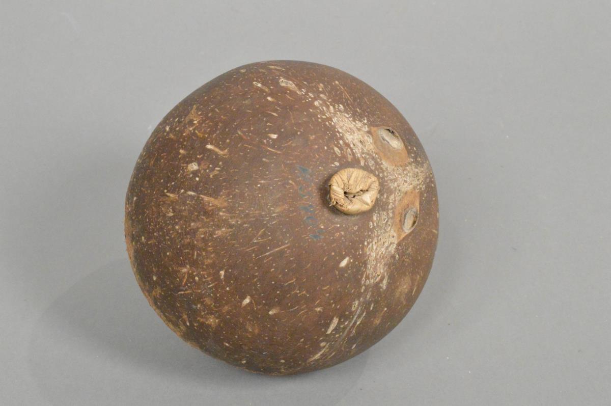 medjirong (Finsch)
