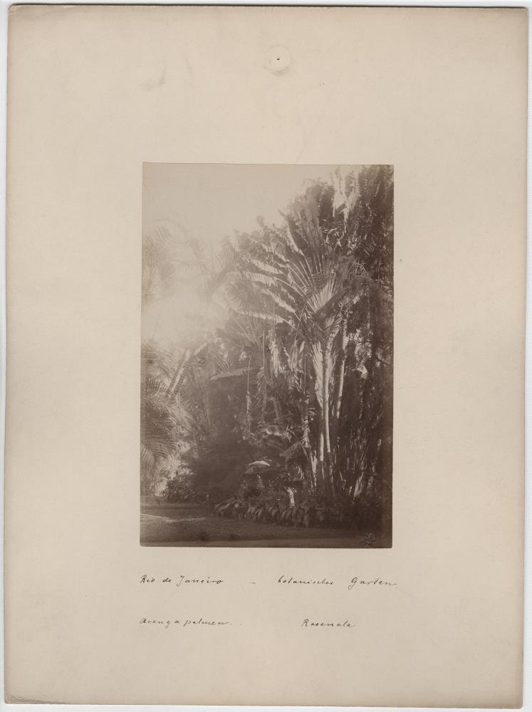 Botanischer Garten. Arenga Palmen/Rarenala.