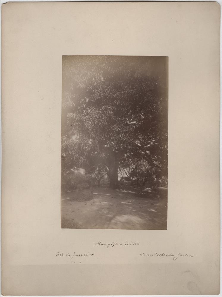 Mangifera indica. Warnsdorffscher Garten.