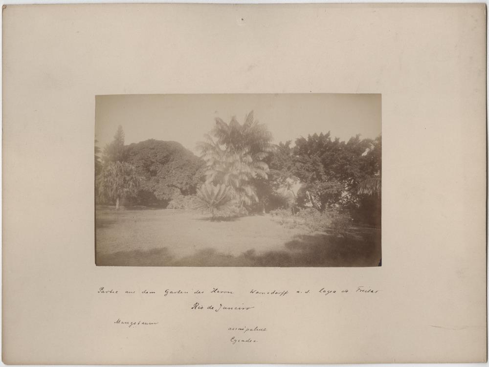 Partie aus dem Garten des Herrn Warnsdorff a. d. Lagoa de Freitas. Mangobaum/ Assaipalme/Cycadee
