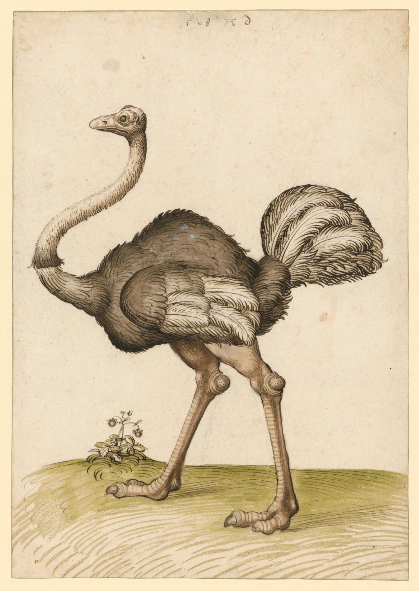 Strauß