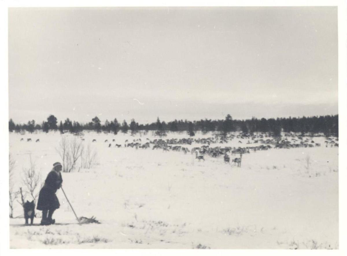 Rentierherde im Winter